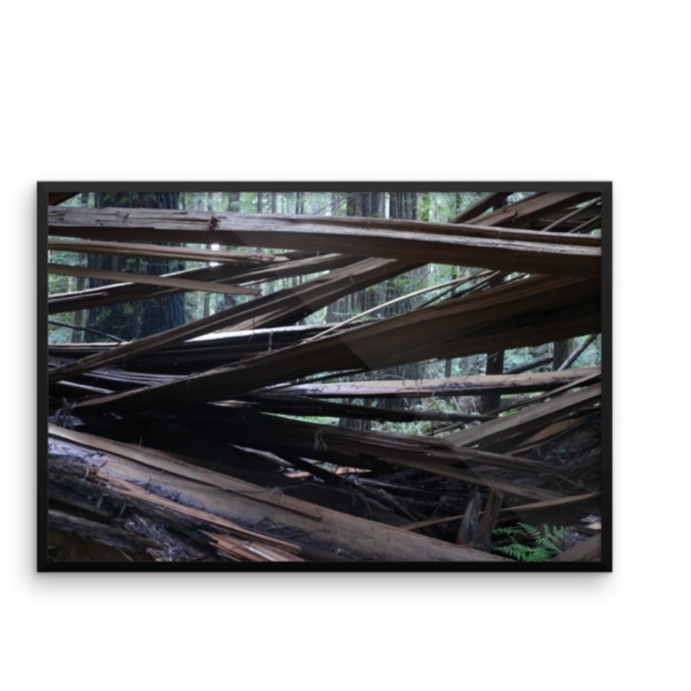 Into The Redwoods Art Decor Ventcri Photography